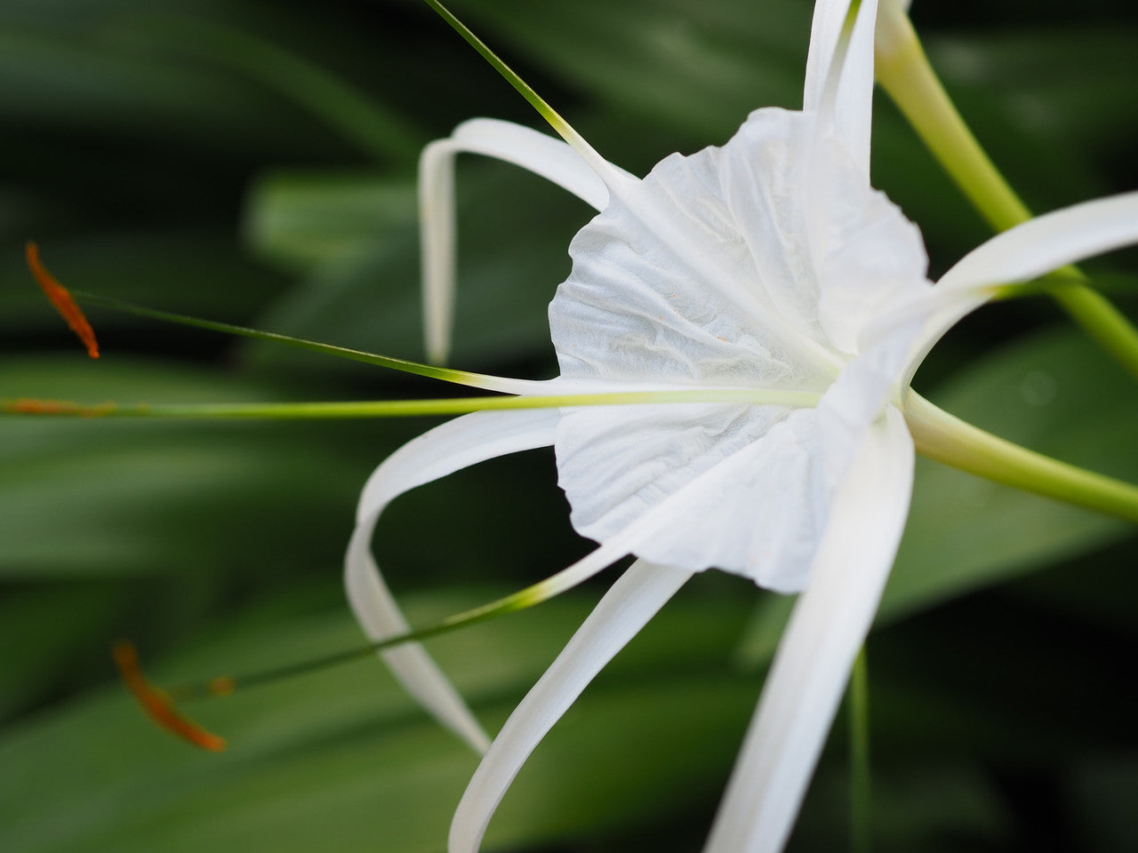 Hymenocallis acutifolia - 1 - 2 gallon pot