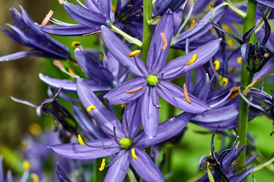 Wild Hyacinth (Native Camassia scilloides) - 3 bulbs