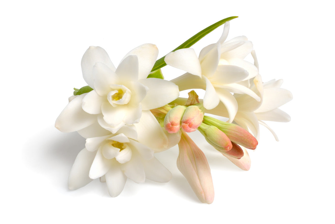 Double Tuberose (Polianthes)- 5 tubers