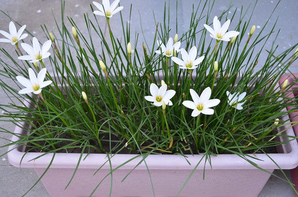 white rain lilies Zephyranthes candida 'White Rain Lily'