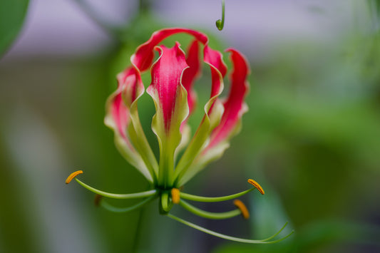 Gloriosa rothschildiana (Super Fire Lily) - 5 tubers