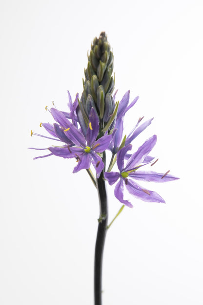 Wild Hyacinth (Native Camassia scilloides) - 3 bulbs