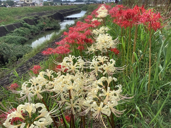 white red lily White Spider Lily (Lycoris albiflora)
