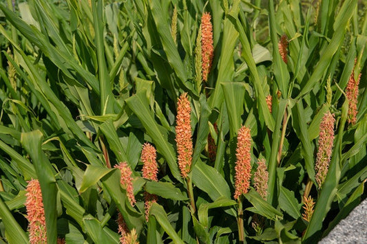 Hedychium densiflorum (Dwarf Orange Ginger Lily) -  3 bulbs