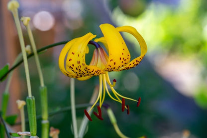 Yellow TigerLily – The Southern Bulb Co