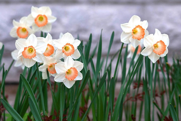 Narcissus 'Pink Charm' - Southern Daffodil Bulb – The Southern Bulb Co.