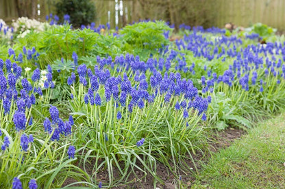 Muscari "Grape Hyacinth" - 20 bulbs
