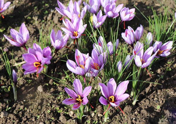 Crocus Sativus "Saffron" - 10 bulbs