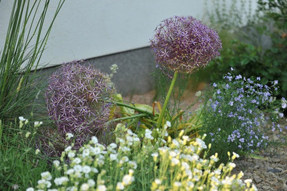 Allium christophii 'Star of Persia' - 5 bulbs