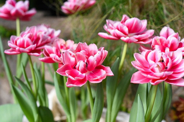 Tulipa 'Columbus' - 5 bulbs