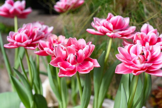 Tulipa 'Columbus' - 5 bulbs