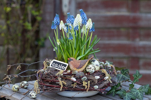 Southern Bulbs Muscari armeniacum Grape Hyacinth - Thumbnail 3