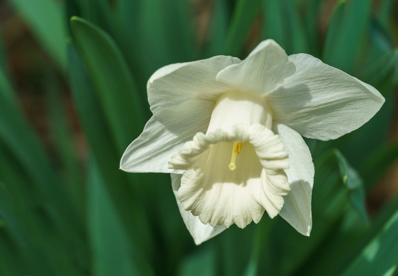 Daffodil 'Mount Hood' - 5 bulbs