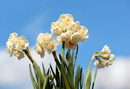 Daffodil tazetta 'Bridal Crown' - 5 bulbs