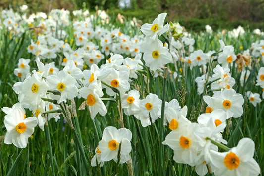 Daffodil 'Cragford' - 5 bulbs