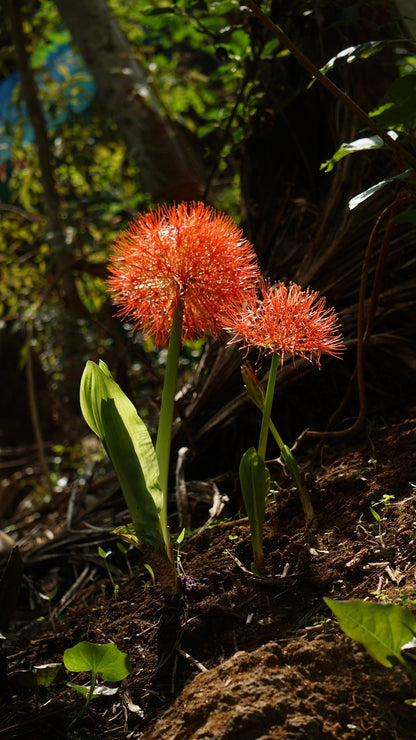 Blood Lily (Scadoxus multiflorus) - 3 bulbs