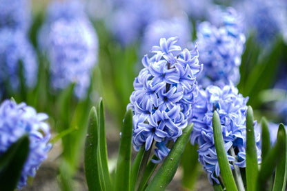 Hyacinthus Hyacinth Blue 'Delft Blue' - 5 bulbs