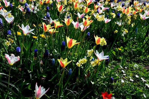Tulipa clusiana  var. Chrysantha - 10 bulbs