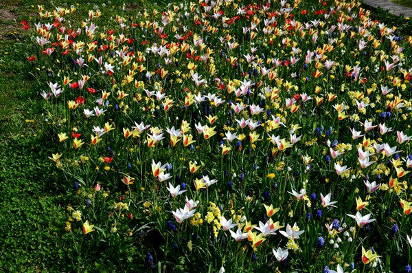 Tulipa clusiana  var. Chrysantha - 10 bulbs