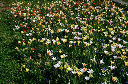 Tulipa clusiana  var. Chrysantha - 10 bulbs