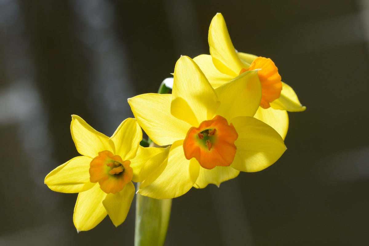 Daffodil 'Falconet' tazetta blooms with yellow petals and orange cups
