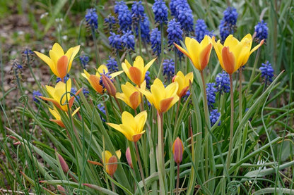Tulipa clusiana  var. Chrysantha - 10 bulbs