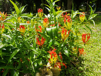 Gloriosa rothschildiana (Super Fire Lily) - 5 tubers