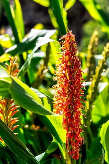 Hedychium aurantiacum (Orange Ginger Lily)	 -  3 bulbs