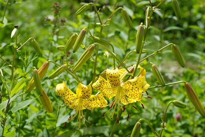 tiger lily yellow leaves Yellow TigerLily – The Southern Bulb Co