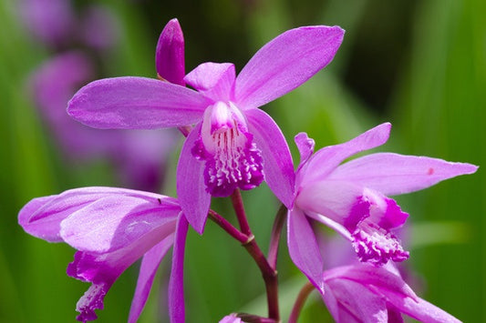 Ground Orchid - 1 gal pot