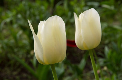 Tulipa 'Purissima' -  5 bulbs