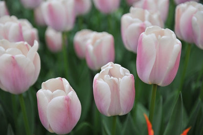 Tulipa 'Royal Pride' - 5 bulbs