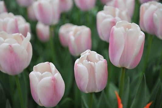 Tulipa 'Royal Pride' - 5 bulbs