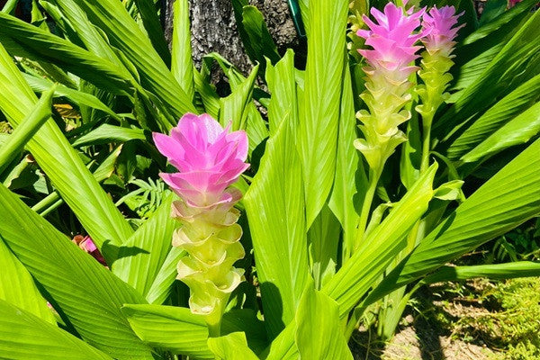 indoor curcuma plant Curcuma aeruginosa 'Indian Surprise' – The Southern Bulb Co