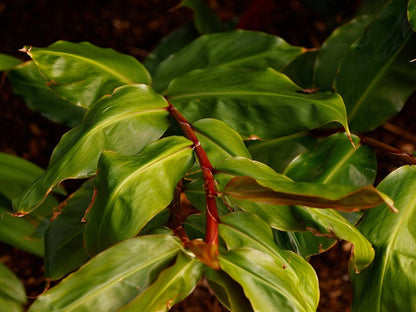 Hedychium greenii (Red Leaf Ginger Lily)-  3 bulbs