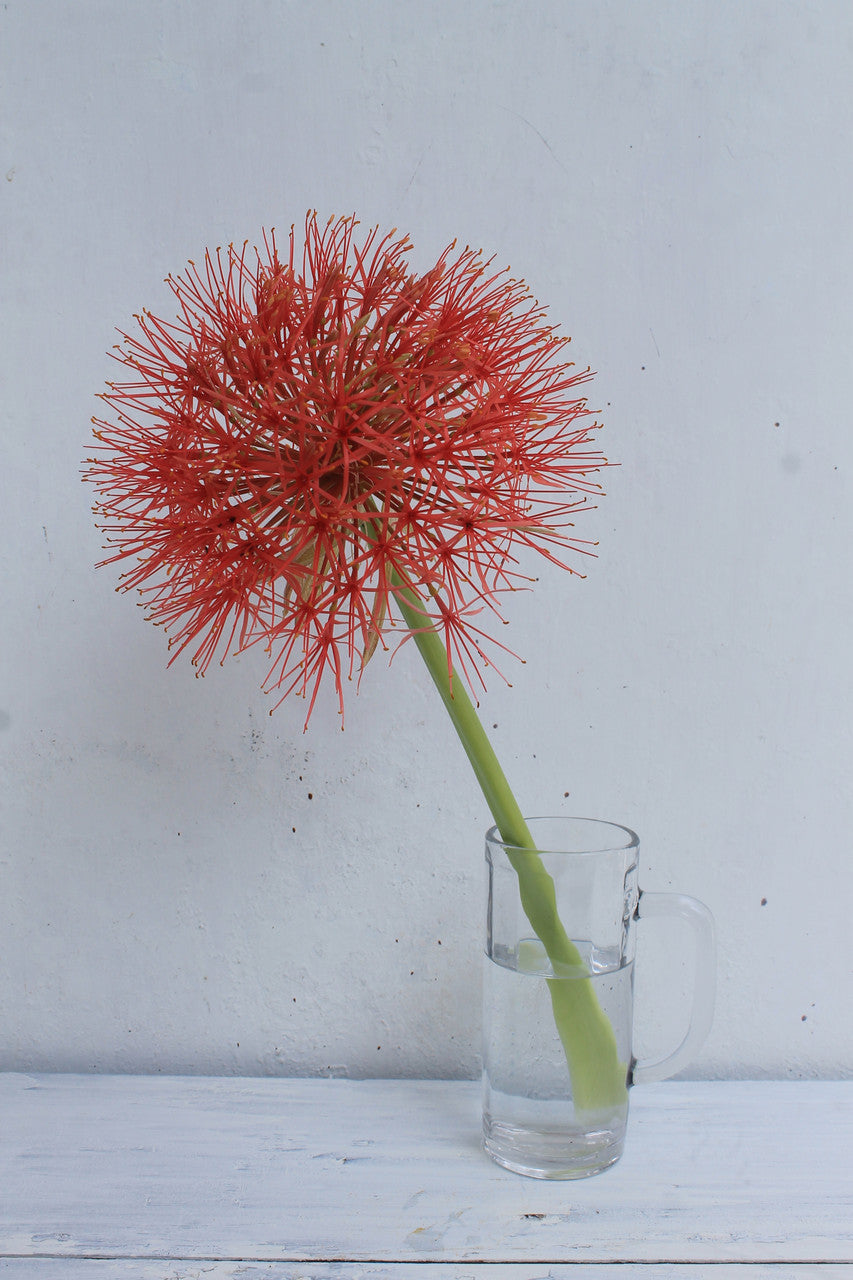 lily ball flower Blood Lily (Scadoxus multiflorus)