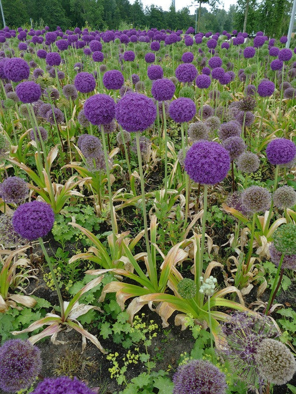 Allium christophii 'Star of Persia' - 5 bulbs