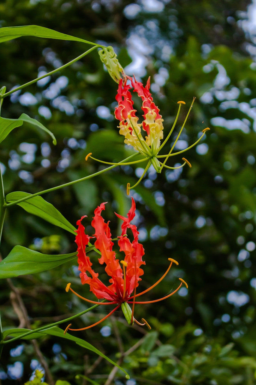 Gloriosa rothschildiana (Super Fire Lily) - 5 tubers