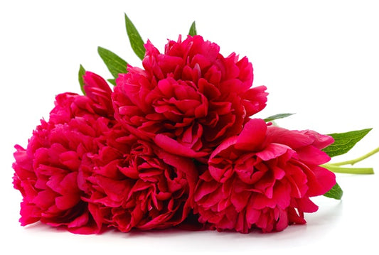 Peony 'Command Performance' - 1 root crown