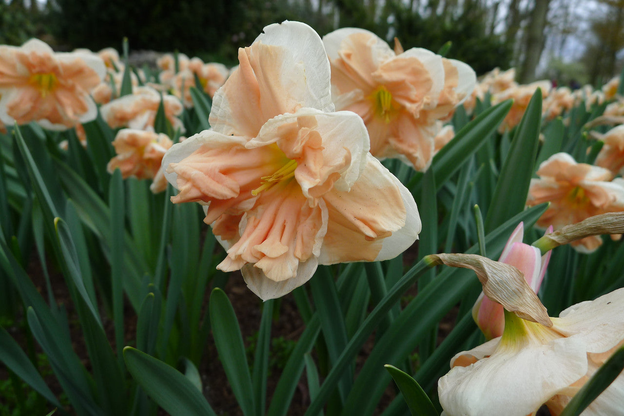 Daffodil 'Apricot Whirl' - 5 bulbs