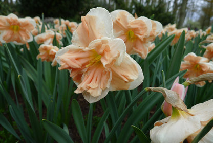 Daffodil 'Apricot Whirl' - 5 bulbs