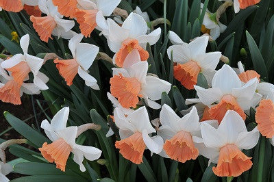 Daffodil 'Chromacolor' - 5 bulbs