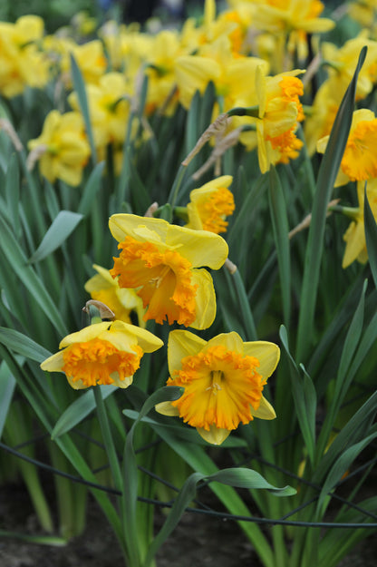 Daffodil 'Ferris Wheel' - 5 bulbs