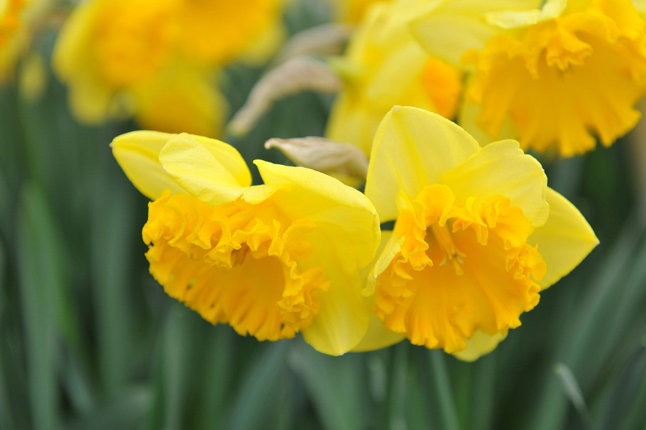 Daffodil 'Ferris Wheel' - 5 bulbs