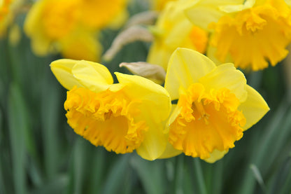 Daffodil 'Ferris Wheel' - 5 bulbs