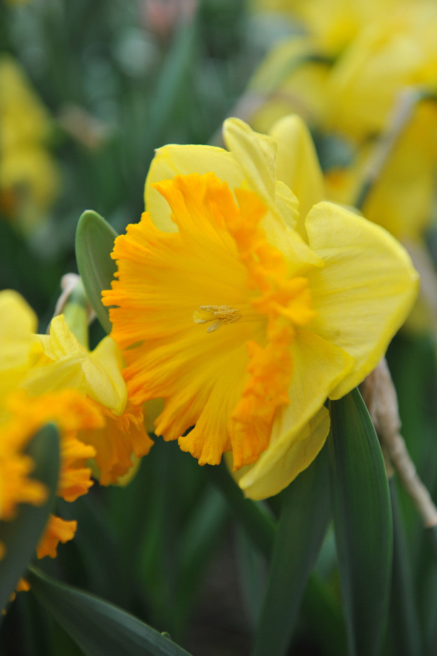 Daffodil 'Ferris Wheel' - 5 bulbs
