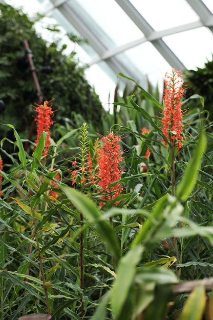 Hedychium aurantiacum (Orange Ginger Lily)	 -  3 bulbs