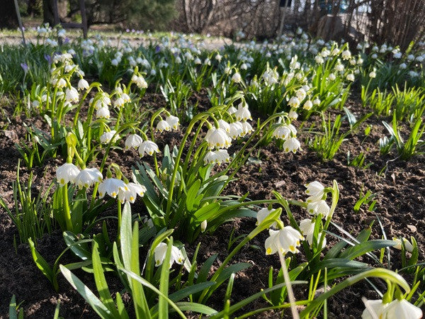 Leucojum aestivum 'Giant Snowflakes' - 10 bulbs