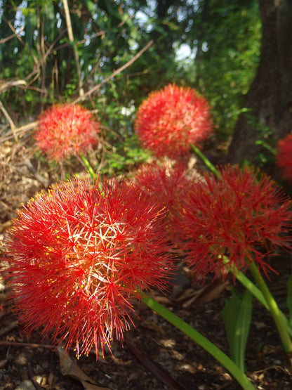 Blood Lily (Scadoxus multiflorus) - 3 bulbs