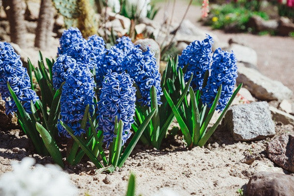 Hyacinthus Hyacinth Blue 'Delft Blue' - 5 bulbs